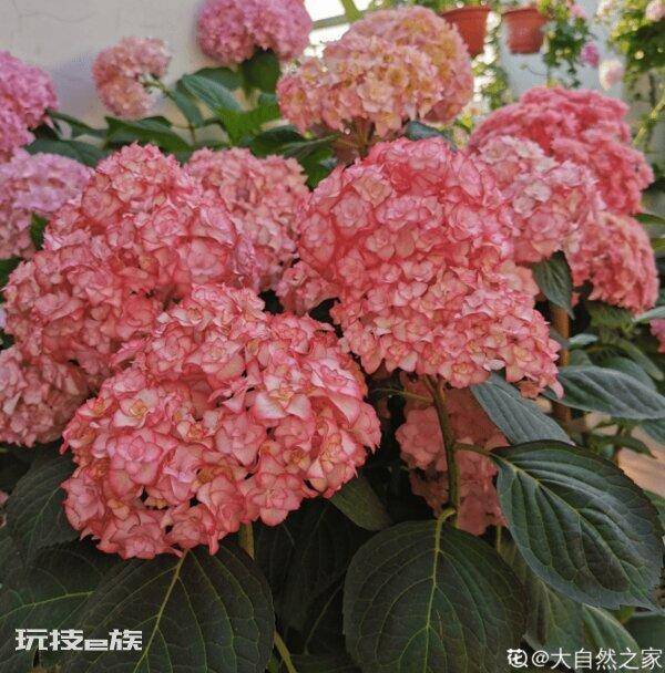 绣球只长叶子不开花是什么原因(绣球不开花到底怎么回事)-图片6